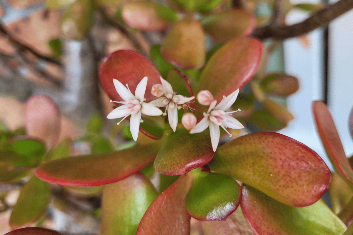 Jade plant flowers.png